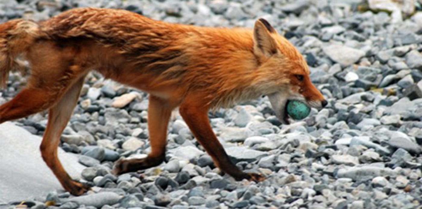Fox Diet: Ultimate Guide to What Foxes Really Eat