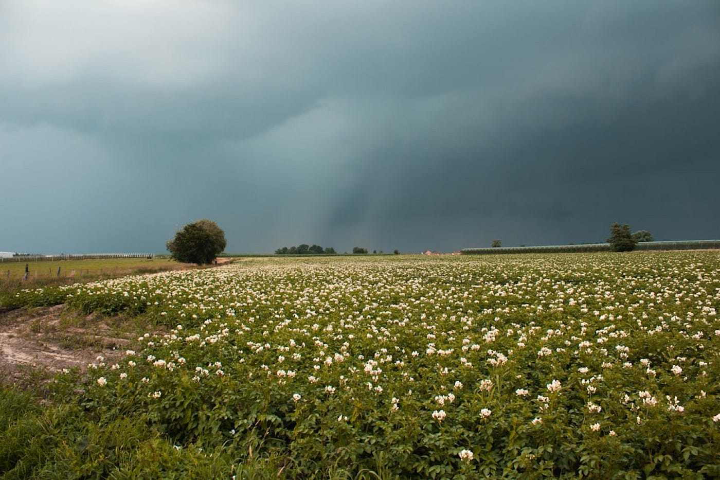 Tornados, Old Farts and Lesbians? | by AND ALSO… | Black Bear | Jun, 2024 |  Medium