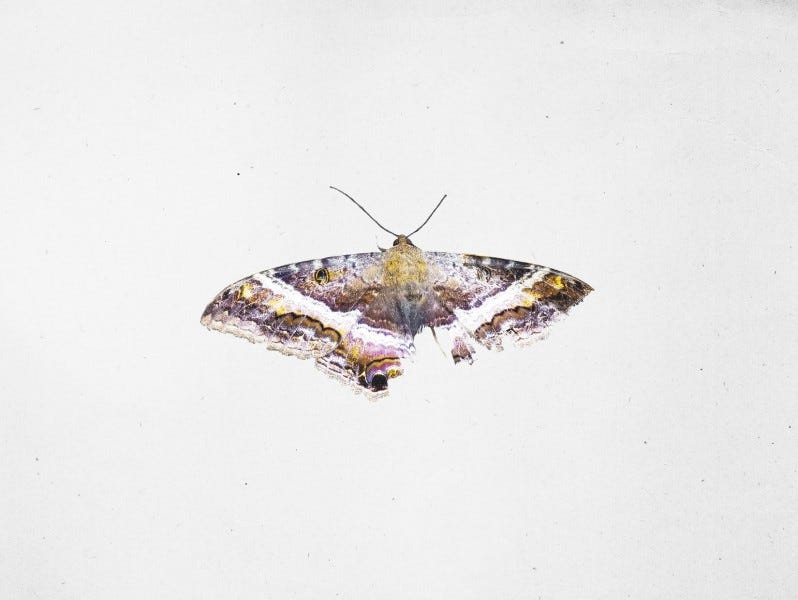 Kendrick Lamar To Pimp a Butterfly (10 Year Anniversary