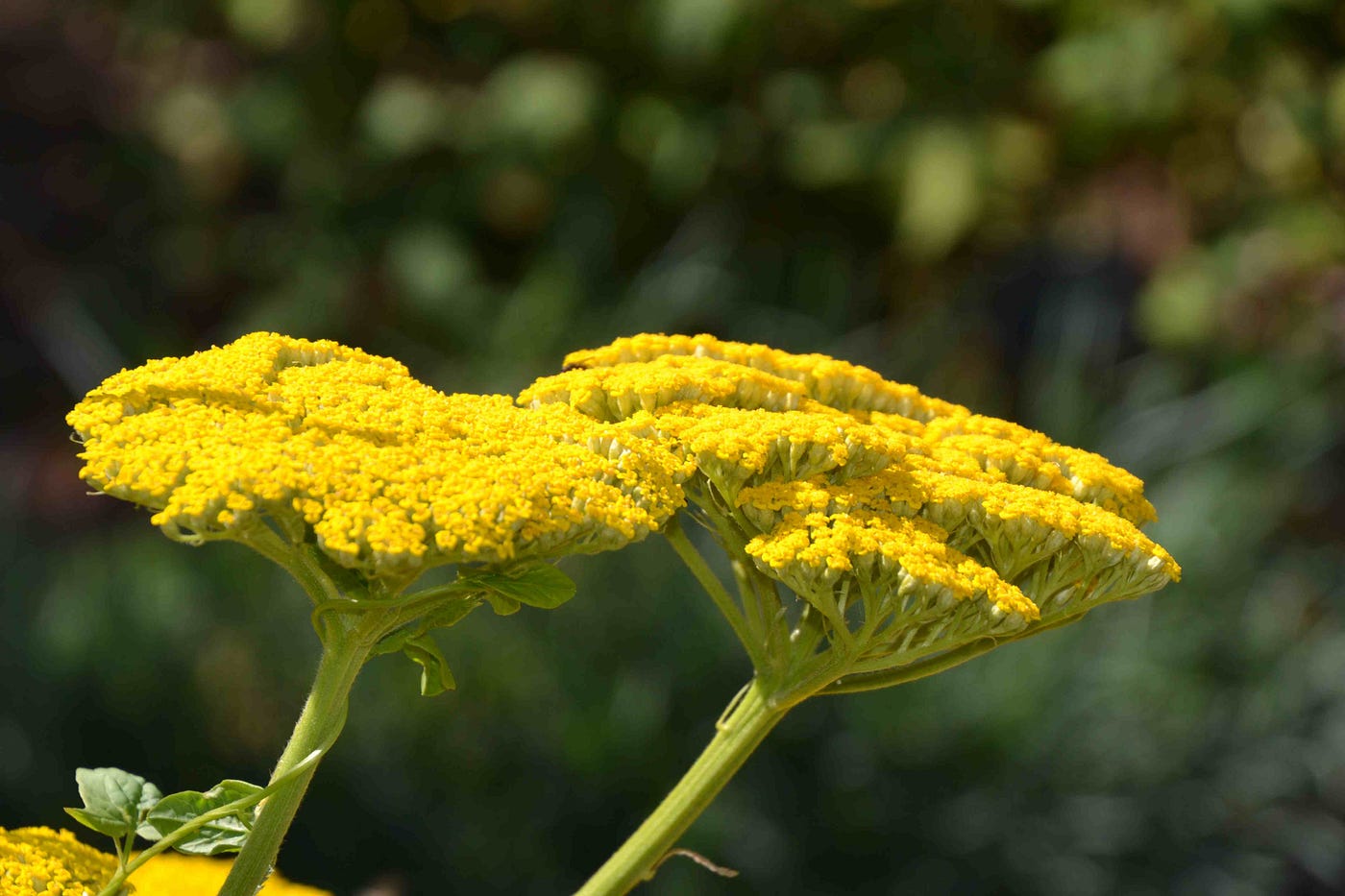 Yellow yarrow deals