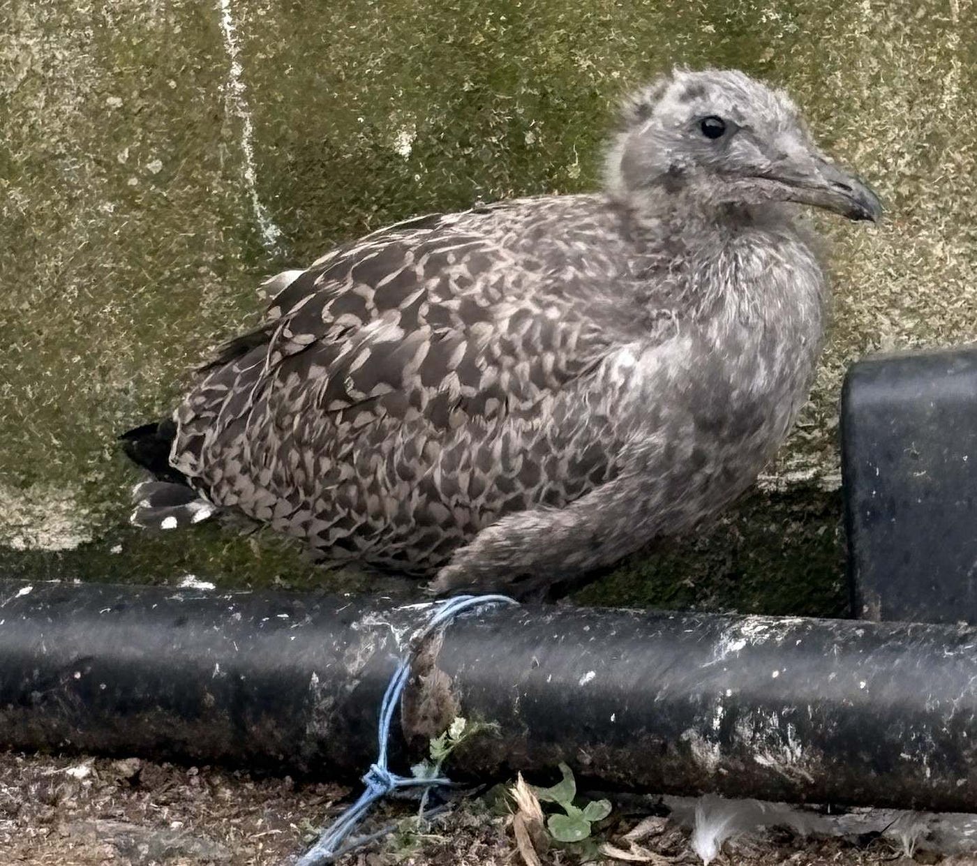 Seymour Seagull