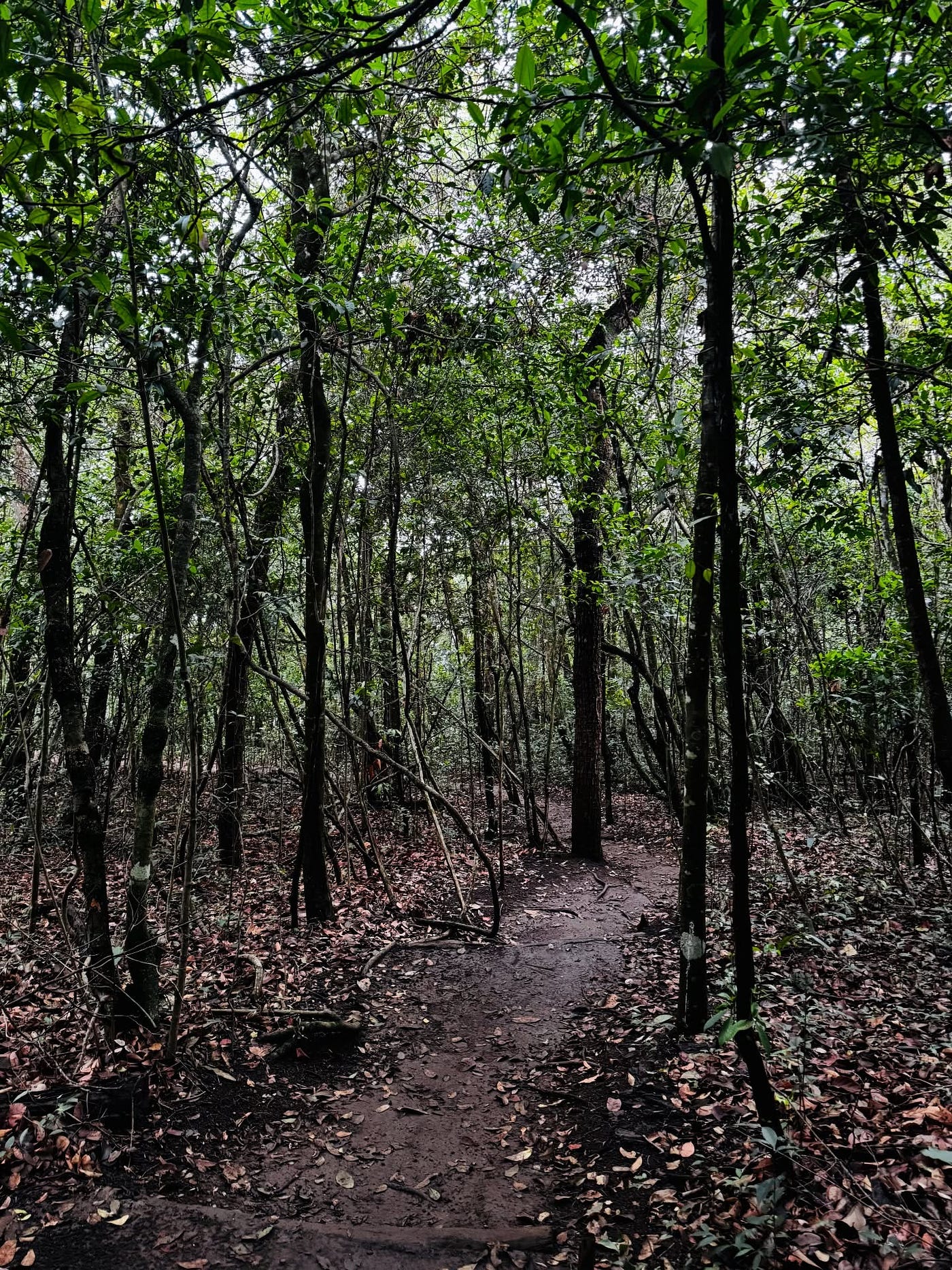 Foto — Janiel Trilheiro