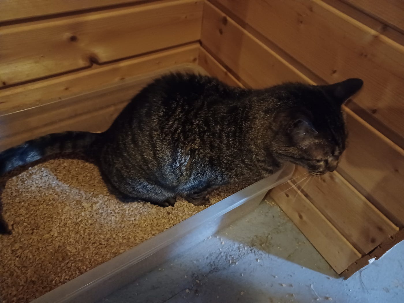 When Your Cat Stops Using the Litter Box: 10 Steps to Get Back on Track |  by Susan Nilson | Founder @ The Cat And Dog House | Medium