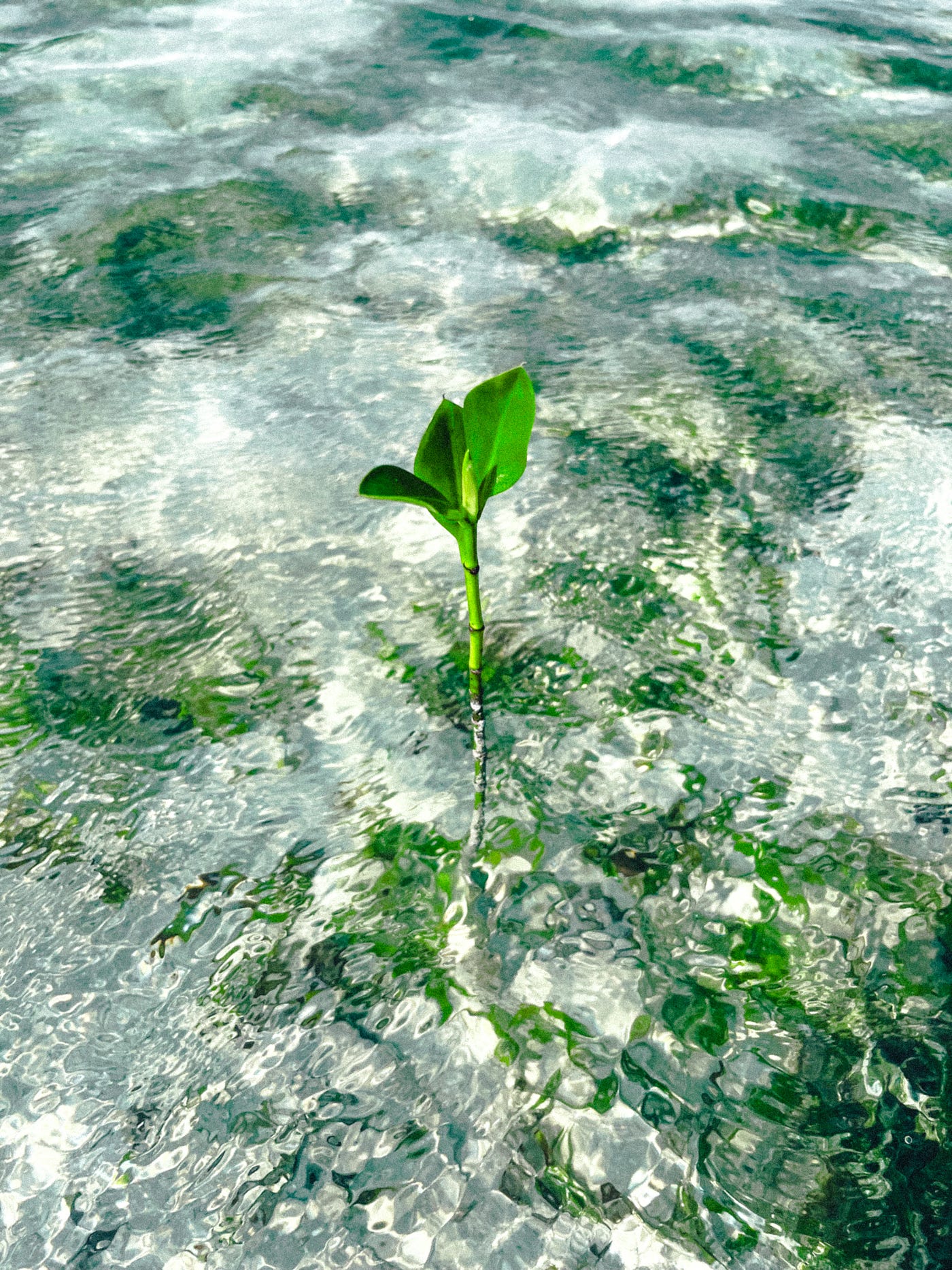 Women Who Plant to Resist