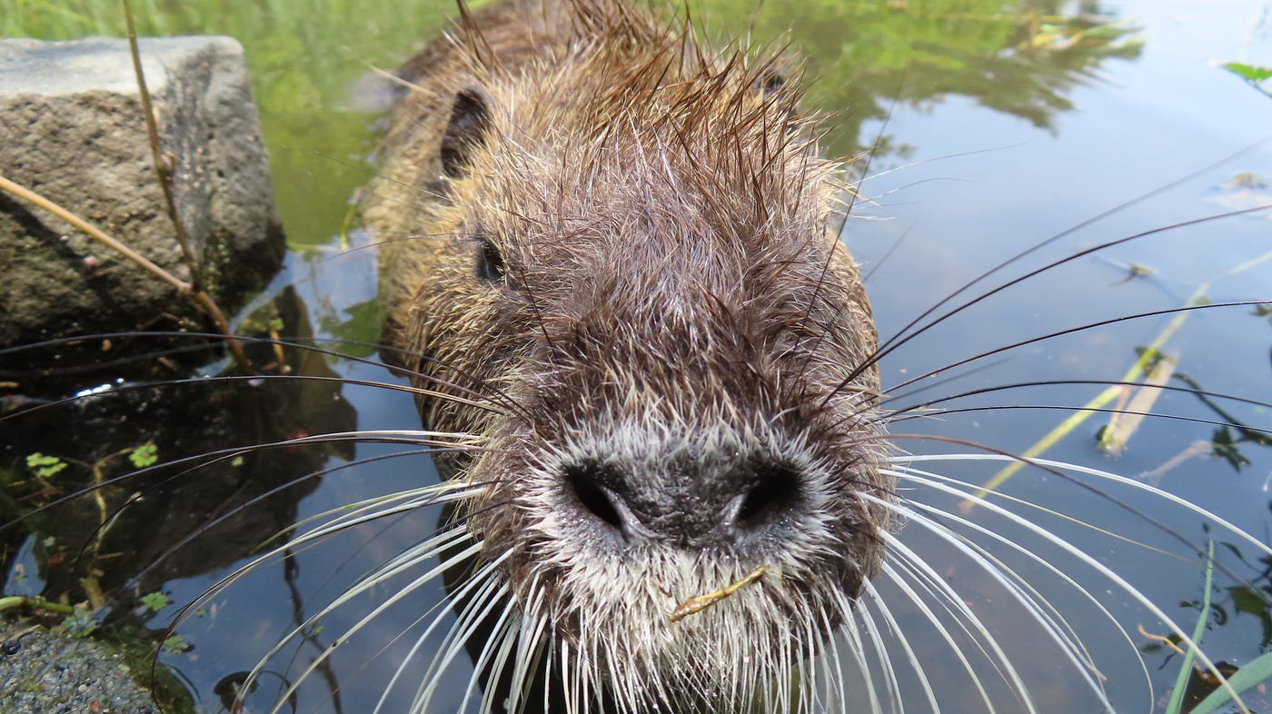 緑ヶ丘公園 ヌートリア 大1匹 小4匹 6月30日