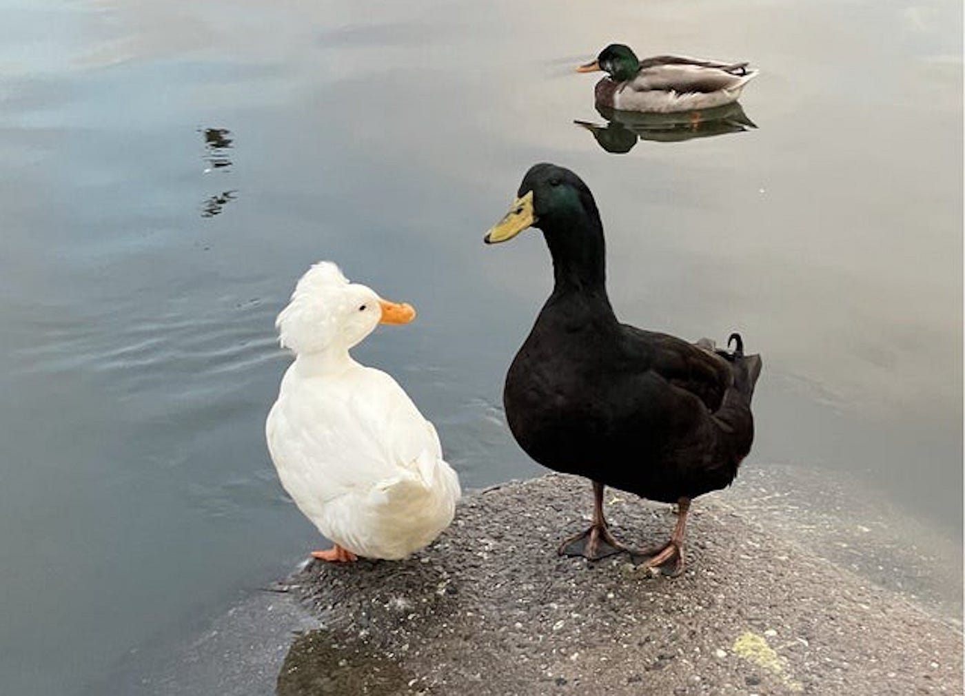 A white duck sitting next to a black duck by some water upon which a mallard duck floats.