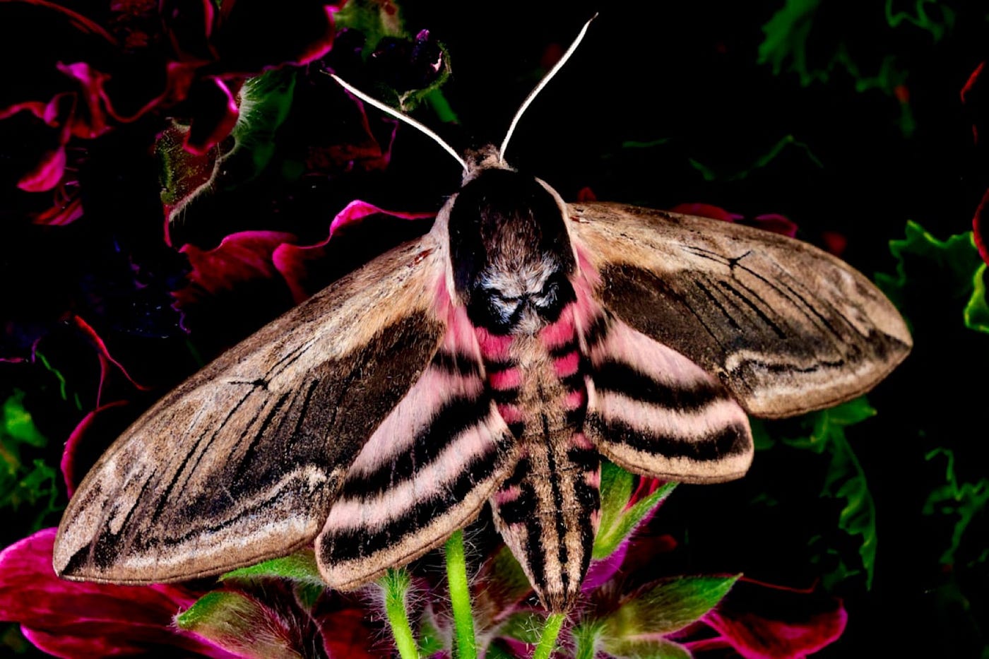 The Hidden Extinction of Habitat in the Dark