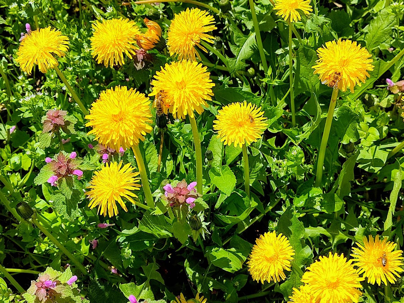The bees are also happy. There’s the subtle fragrance of the flowers, the bees are buzzing around, and I feel right at the center of things. This is where life happens.