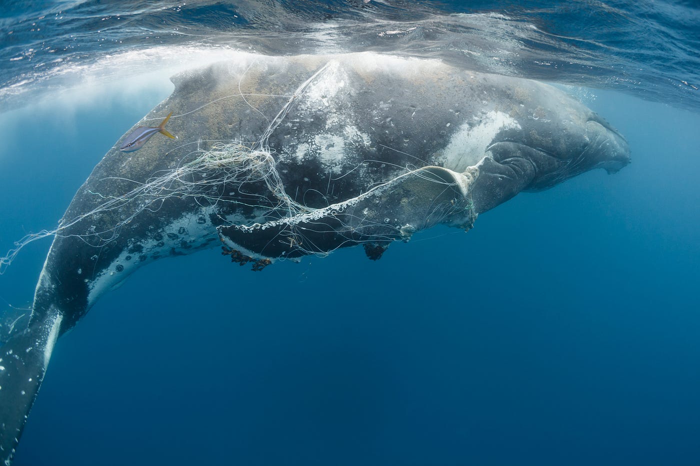 Whales on the move — mapping threats and solutions for our ...