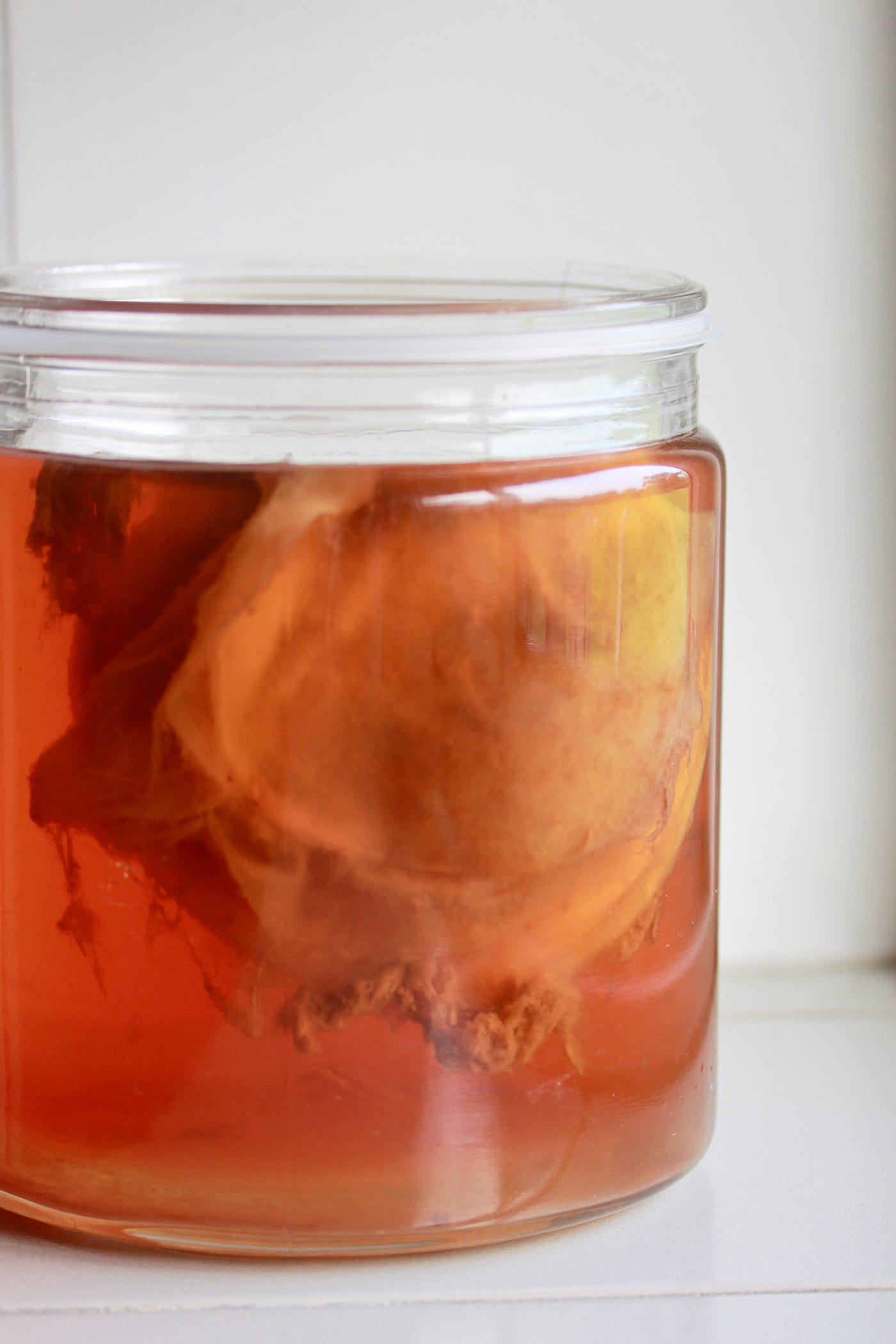 How to Grow Your Own Kombucha SCOBY - My Fermented Foods