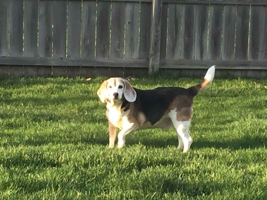 Sweat à Capuche Beagle | J'peux Pas | True