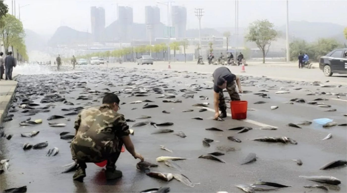 El país donde sucede la lluvia de peces: Única en el mundo es una bendición para los habitantes