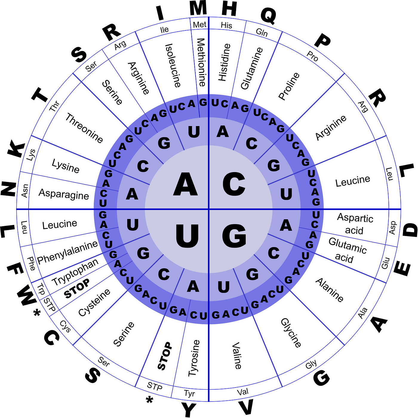 Starting off in Bioinformatics — RNA Transcription and Translation | by  Vijini Mallawaarachchi | Towards Data Science