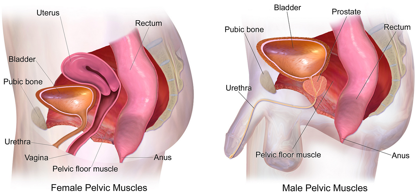 What Happens to Your Body When You Hold Your Pee?, by BananaLyfe