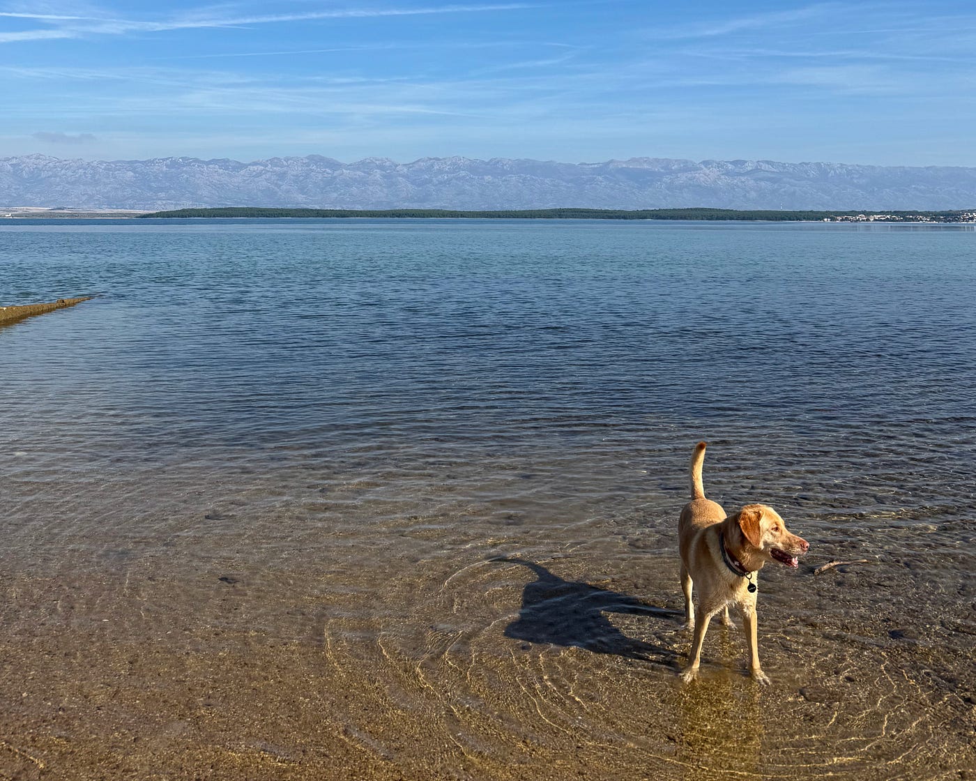 My Dog Playing at Sabunike Beach, Zadar — Karon M. G. Murray