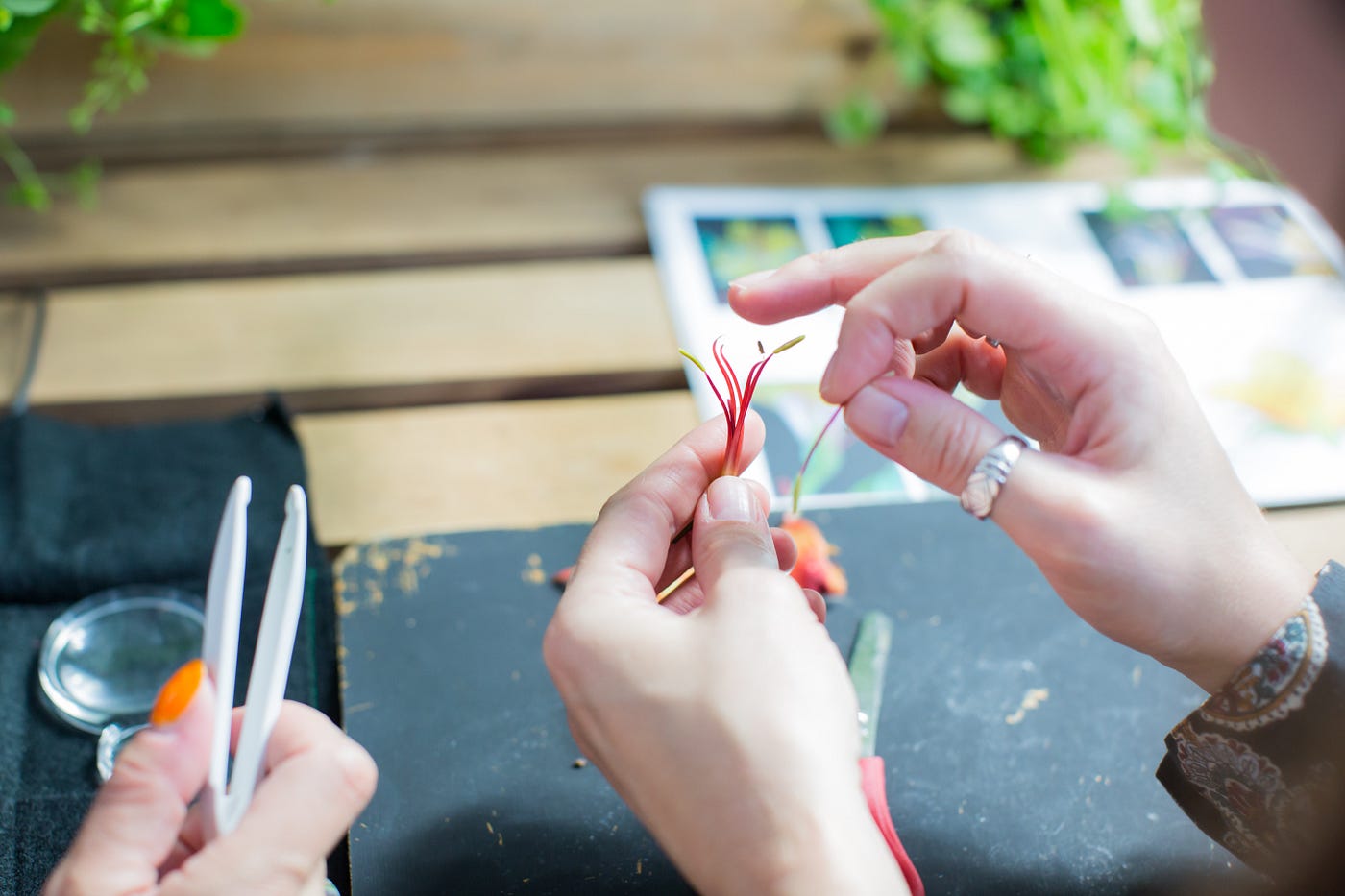 Part storytelling, part plant dissection — an activity in the We The Curious greenhouse. (Photo by Paul Blakemore.)