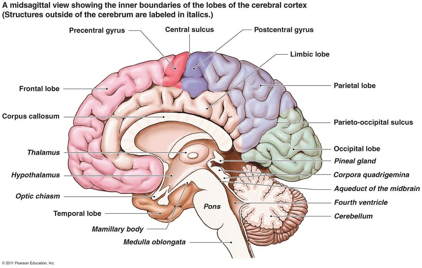 The Parietal Lobe as a Bioelectromagnetic Receiver and Neural Signal Integrator?
