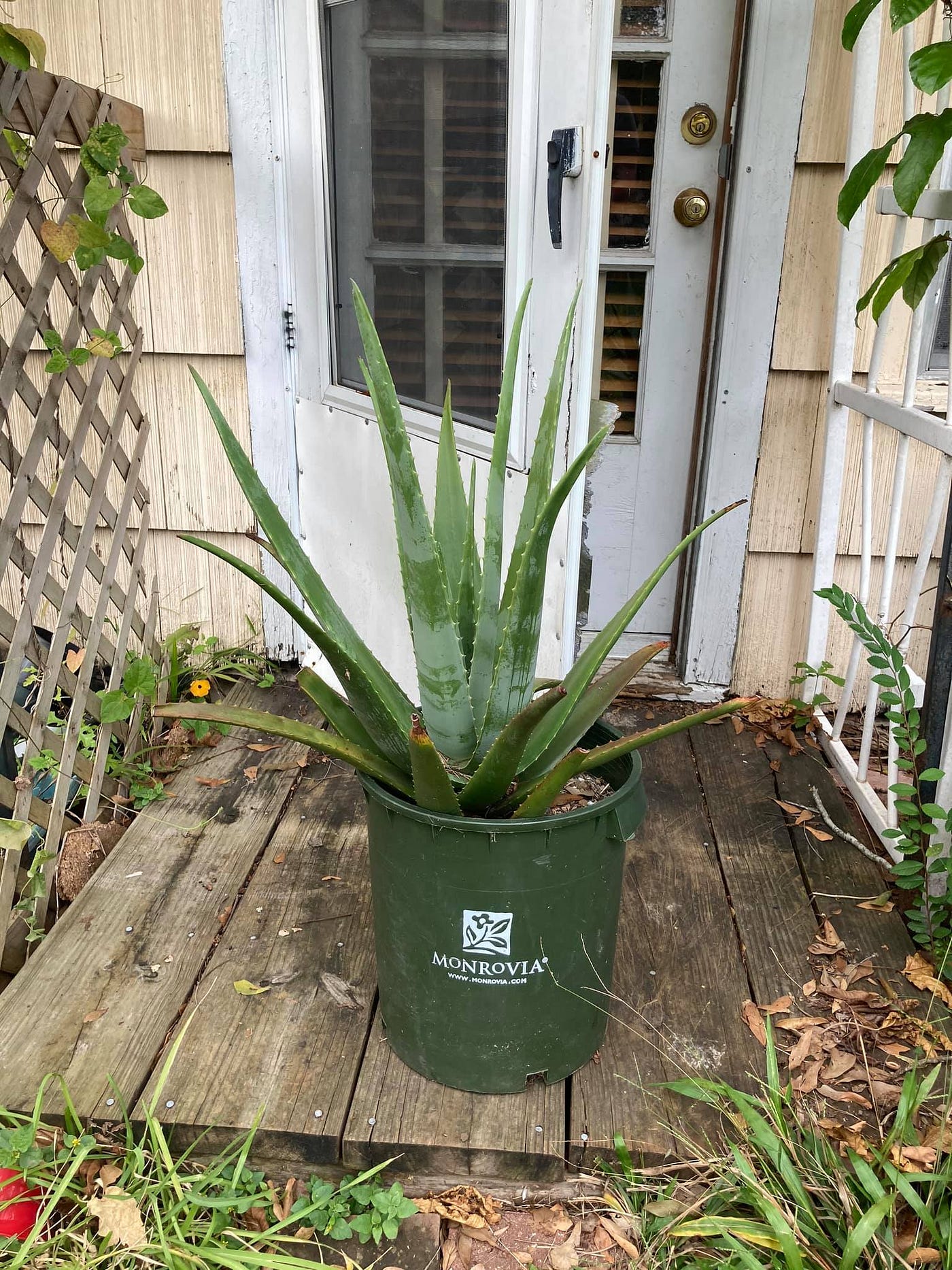 Everything You Think You Know About Growing Aloe vera Is Wrong | by Jenn M  Smith | Medium