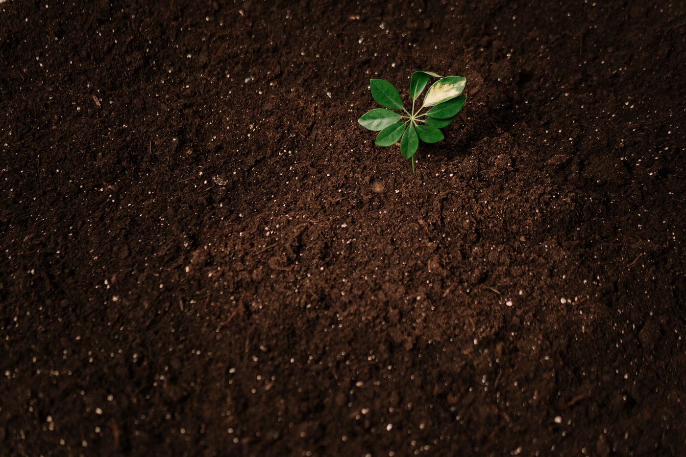 Is Urea an Organic Fertilizer? The Two-Word Answer That Changes Everything in Your Garden