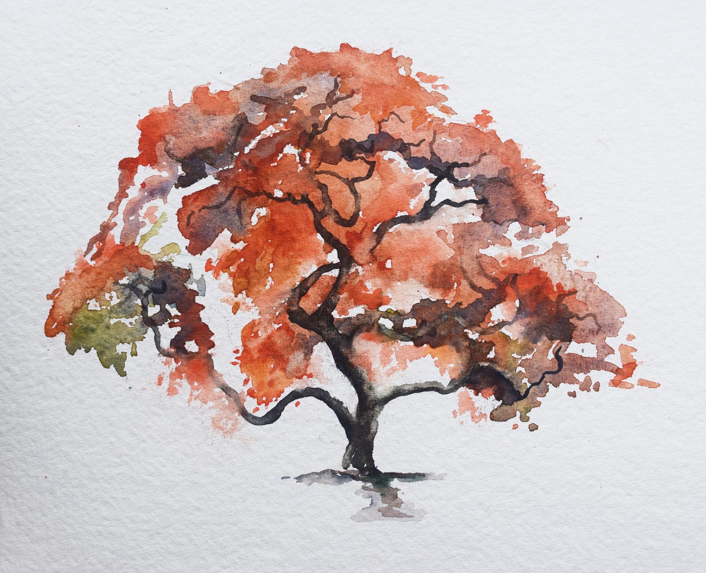 Painting A Japanese Maple In Watercolor, by Christopher P Jones