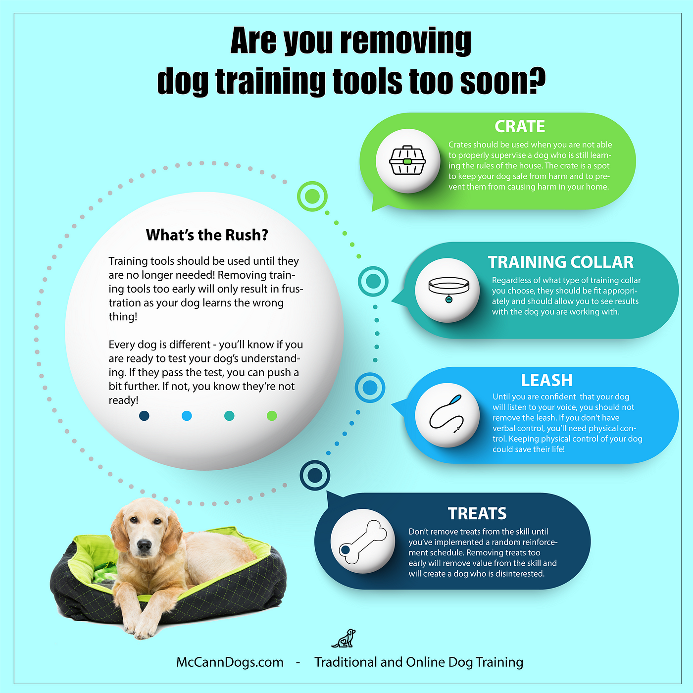 Are You Removing Your Dog Training Tools Too Soon?