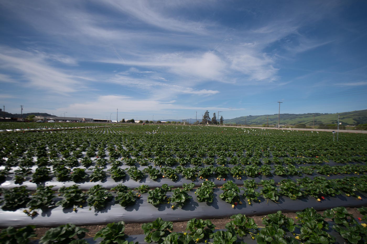 East of Eden and the modern miracle of iceberg lettuce by Arable