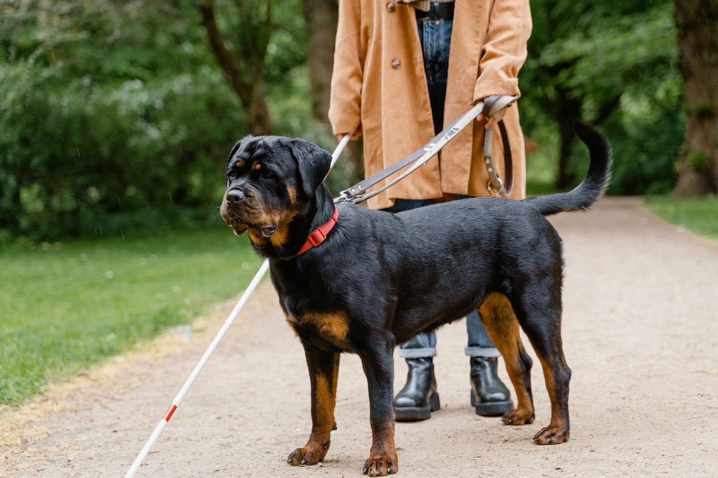 Top 17 Most Cuddly Dog Breeds