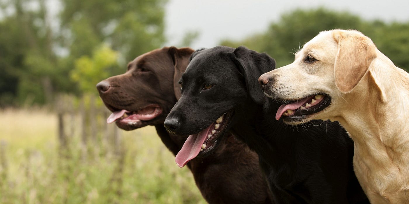 The Dog Training Academy Hernando offers thorough dog training.