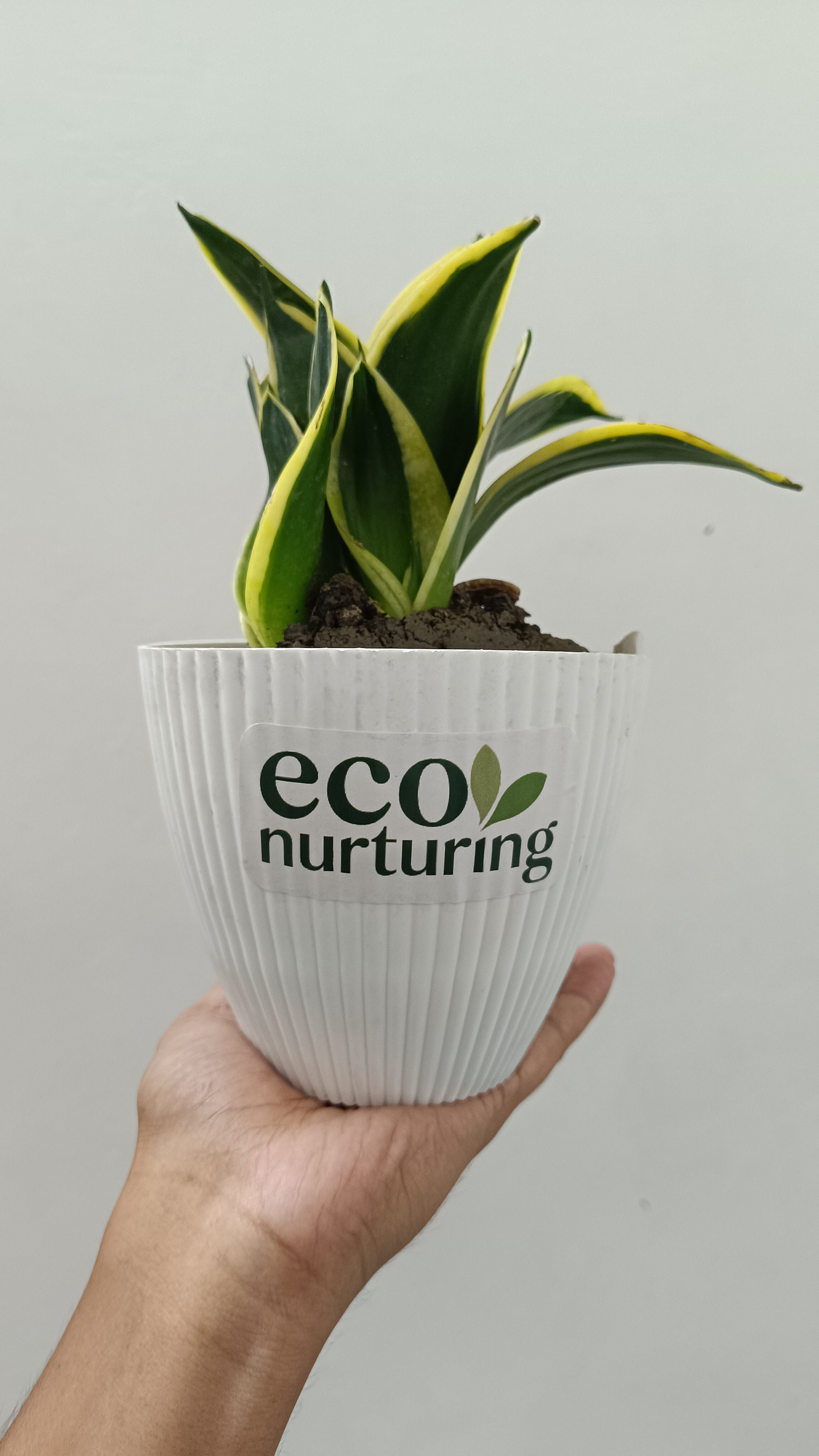 How to Care for a Snake Plant Indoors? Complete Beginner’s Guide