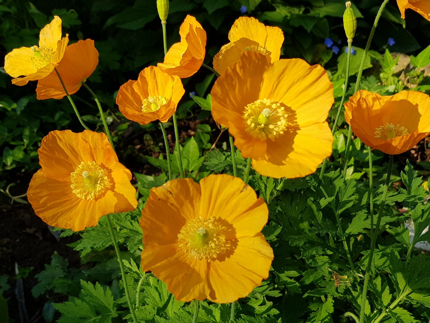 Gelber Mohn