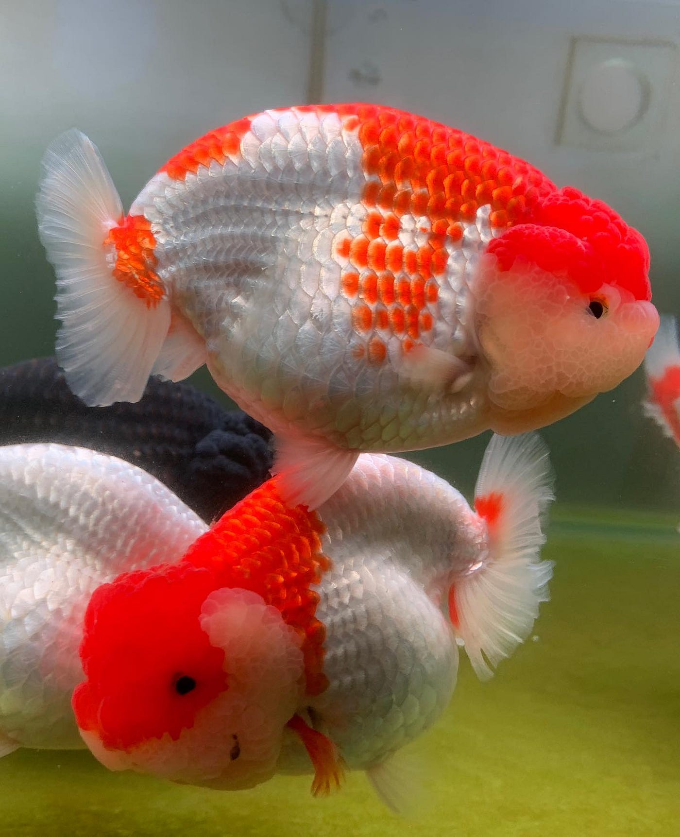 Why do People Buy Fancy Goldfish?, by ChuChu Goldfish