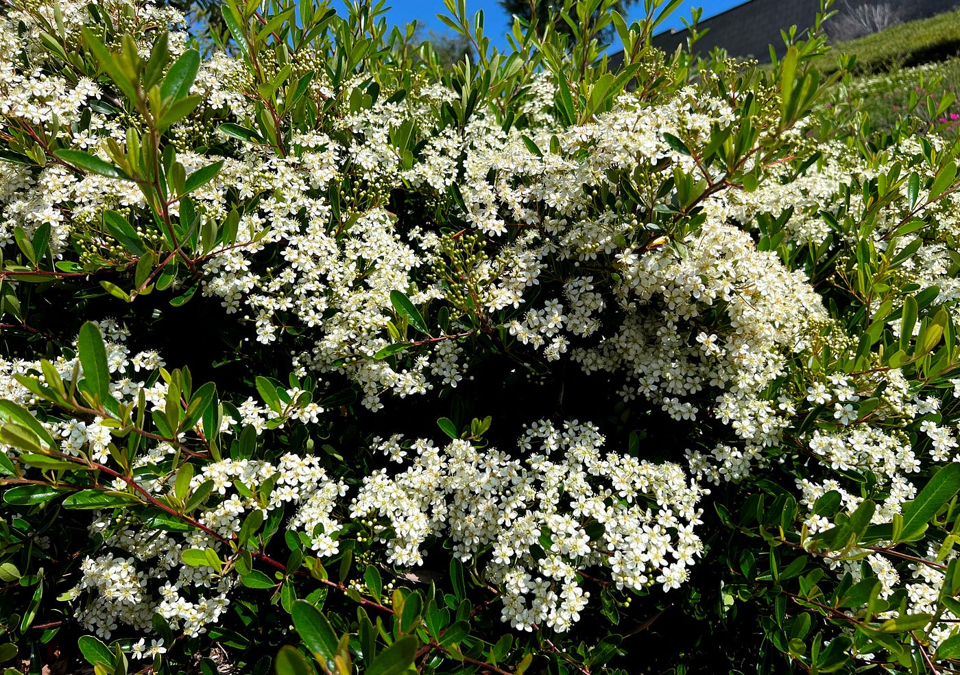Pyracantha flowers: Image by author