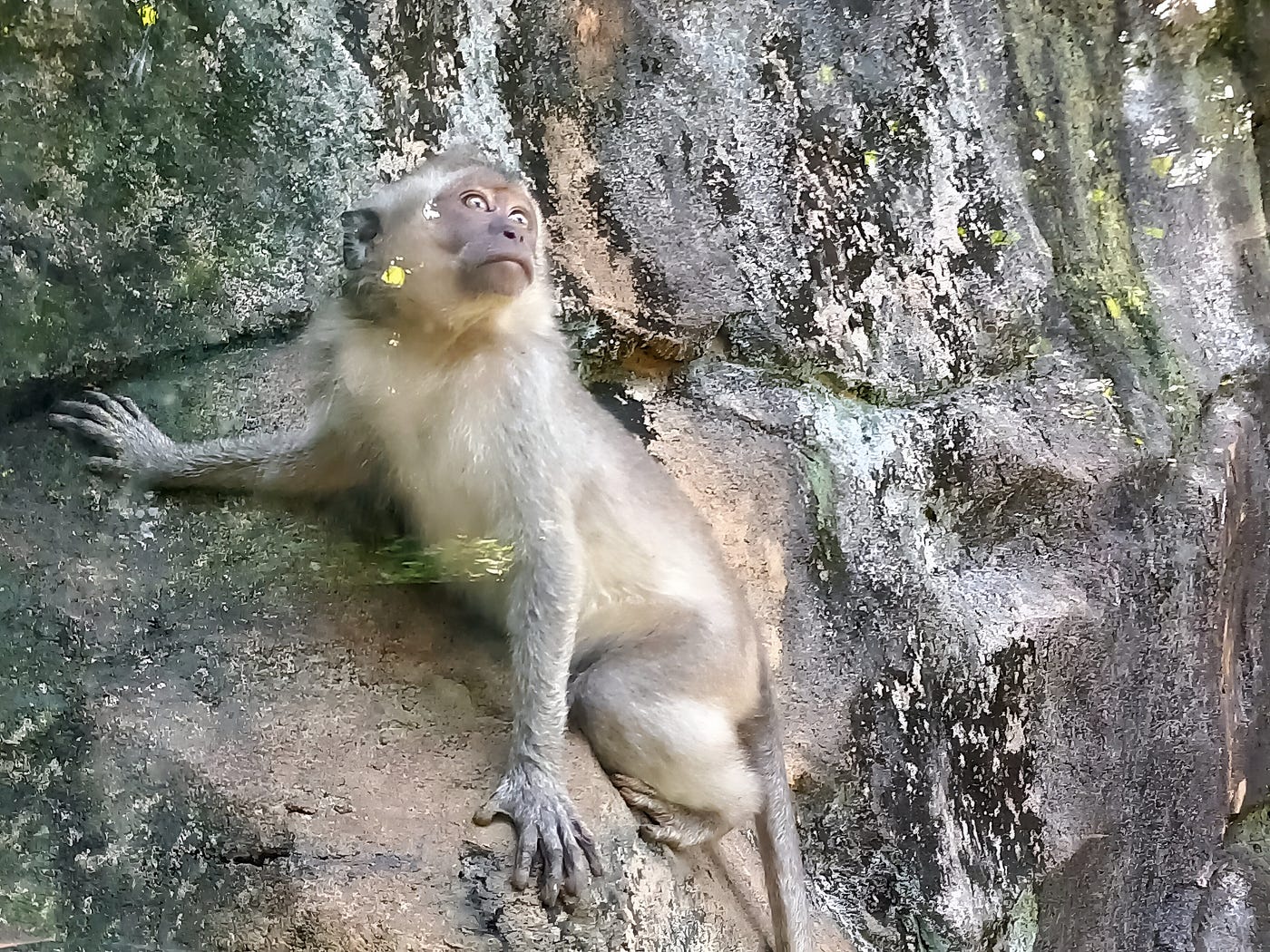 Ada Baiknya Kita Kembali Jadi Monyet Saja