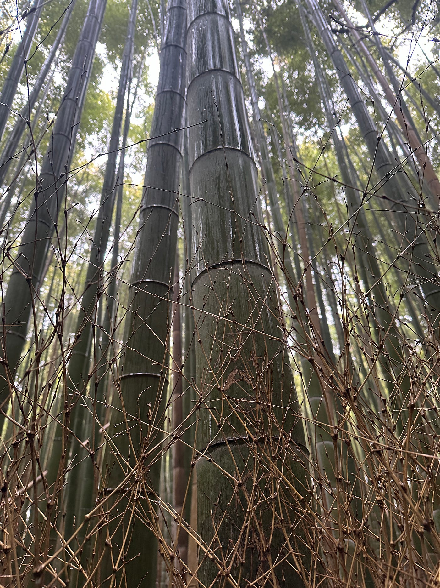 Tapas in Osaka and bamboo forest in Kyoto