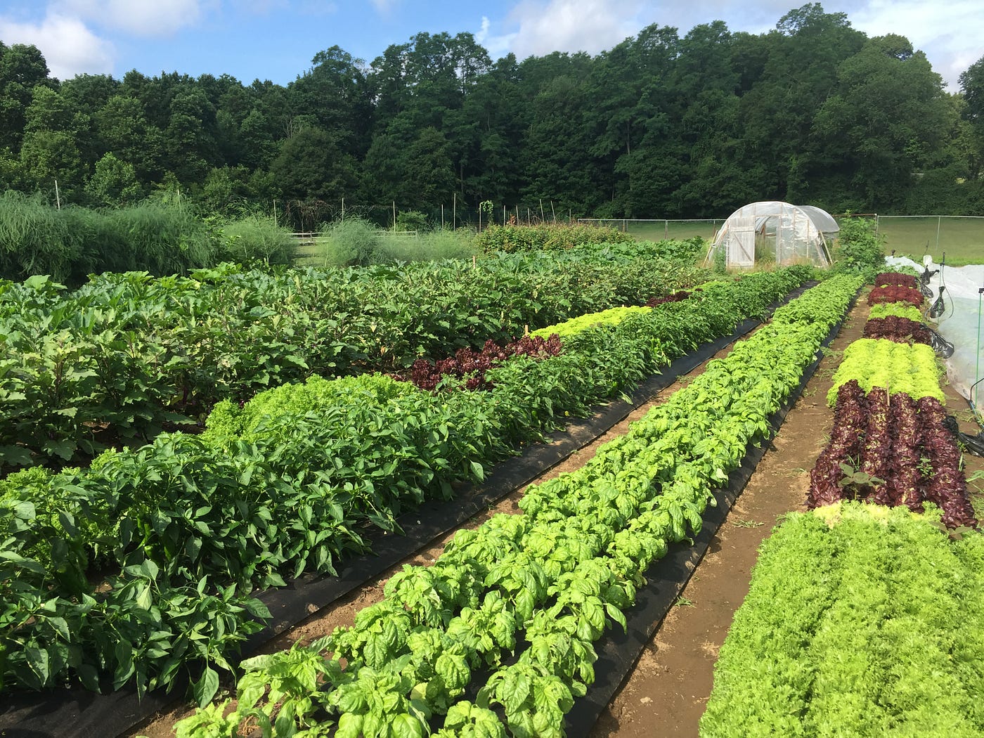 The Pisticci farm in Ossining, New York.