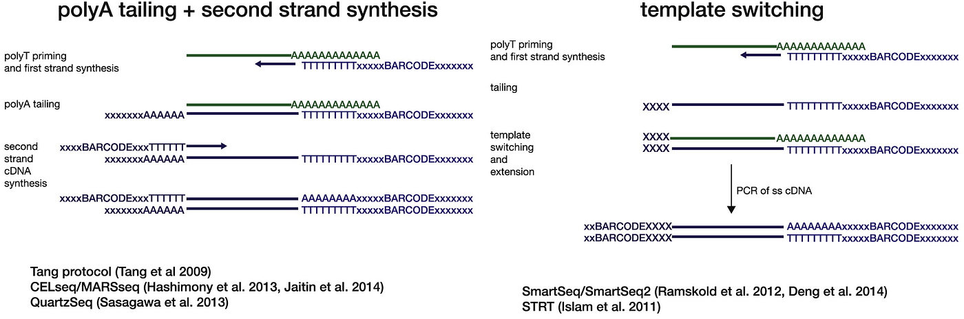 Reverse Transcription Step. (1)