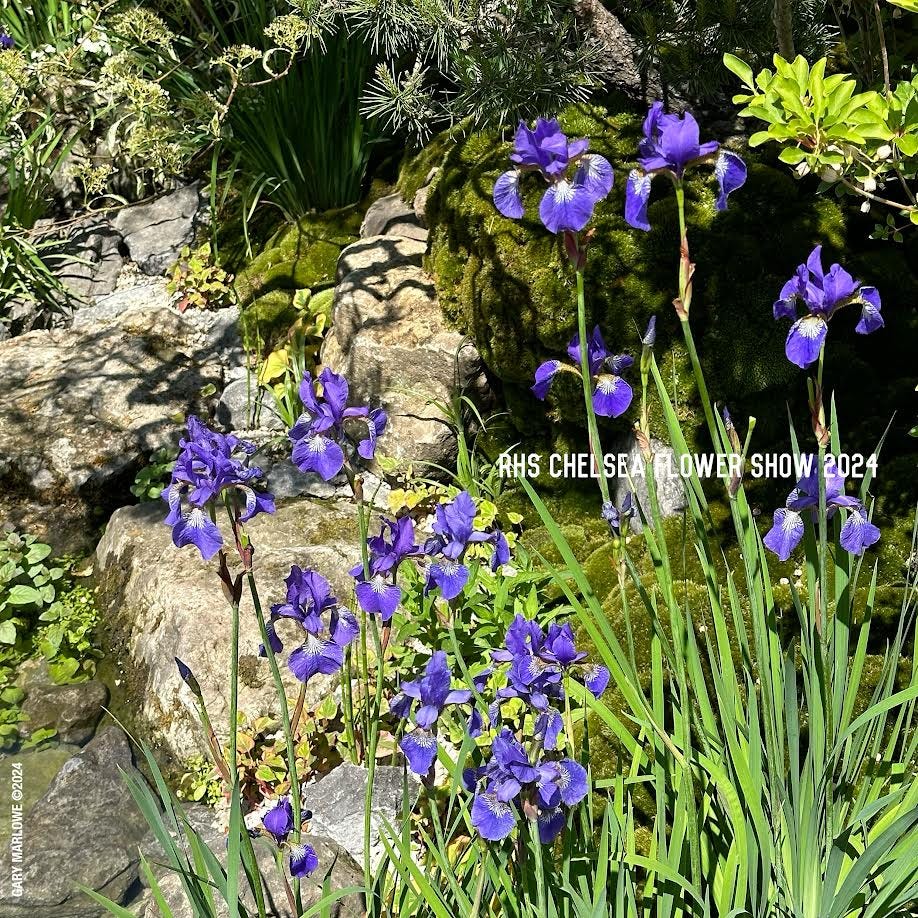 Shot! Kazuyuki Ishihara's MOROTO no IE Garden at the 2024 RHS
