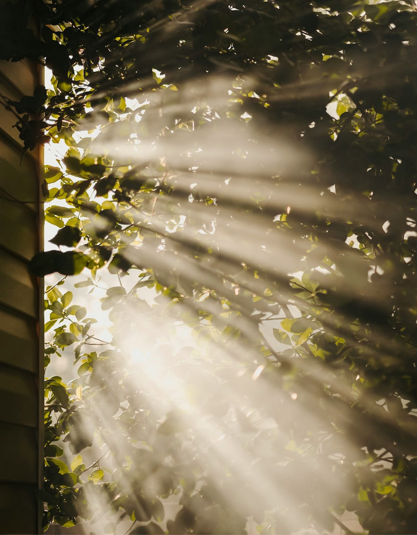 What Is Light? The Measurement Mind Perspective