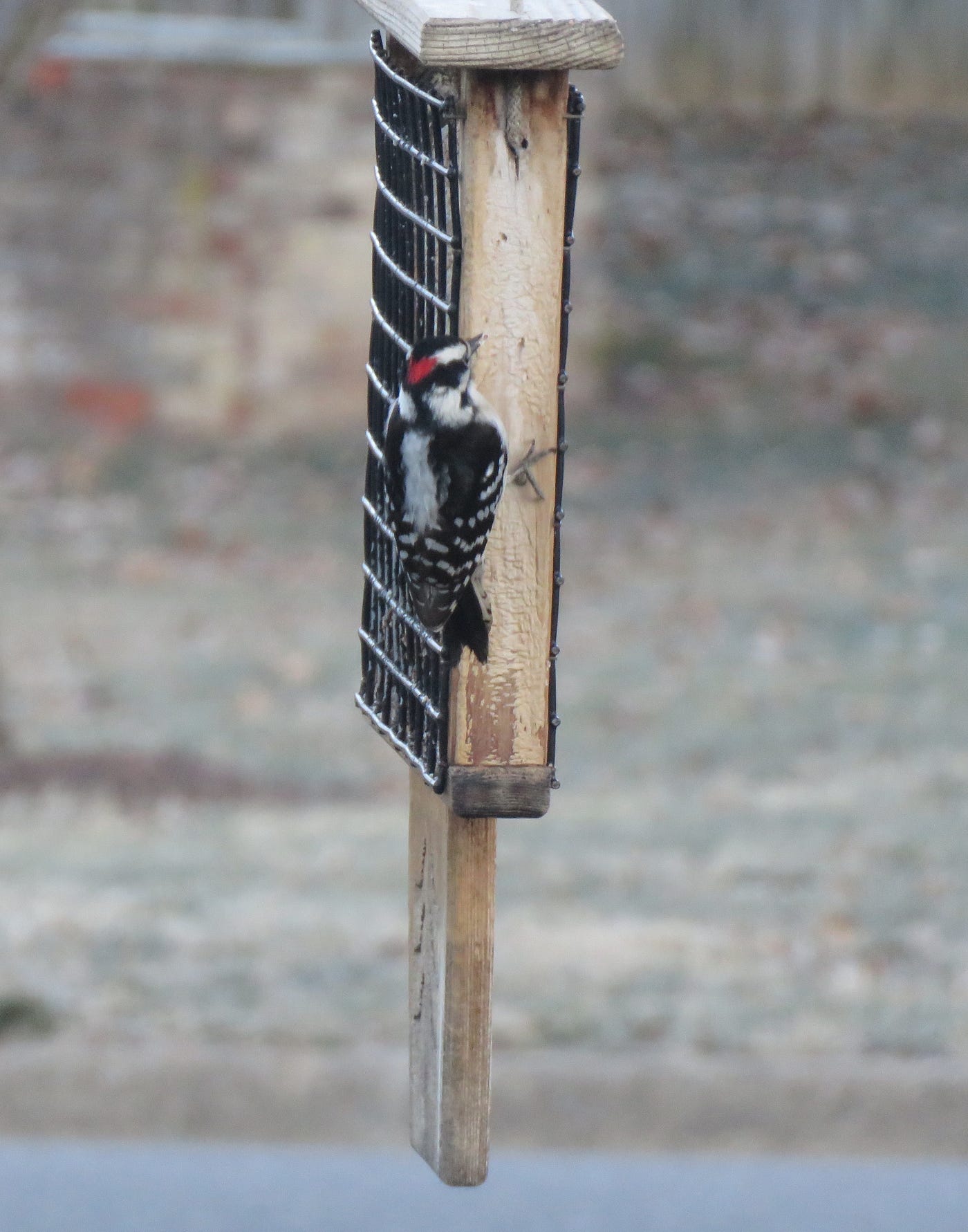 Why Birds are Not Coming to My Feeders: Top Reasons Revealed
