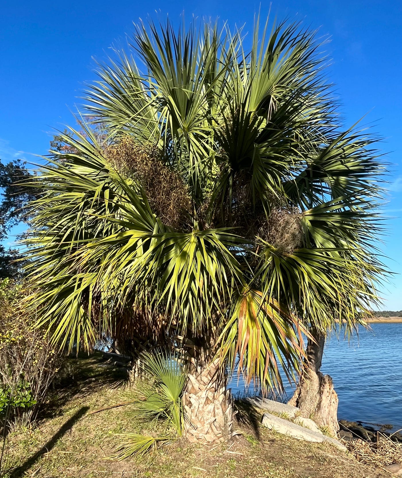 In Honor of Palm Sunday. A photo story of palm trees | by Julia A