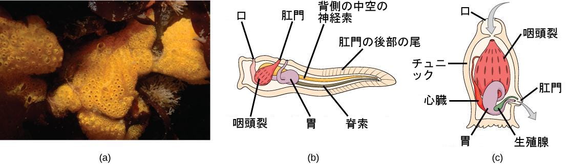 生物学 第2版 — 第29章 脊椎動物 —. Japanese translation of “Biology 2e” | by Better  Late Than Never | Medium