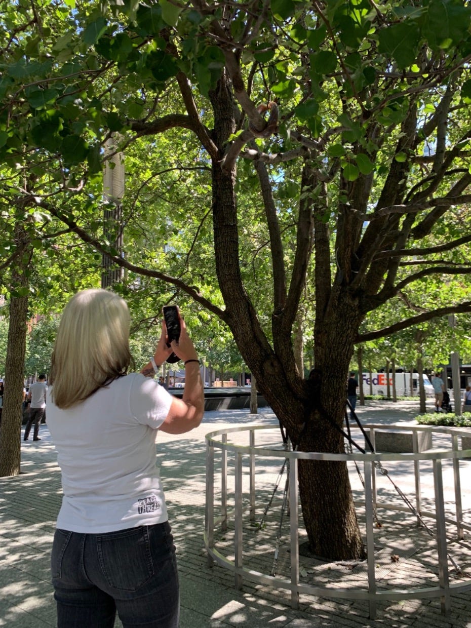 The Inspiring Story of THE SURVIVOR TREE in full bloom at the 9/11 MEMORIAL  in NEW YORK CITY 