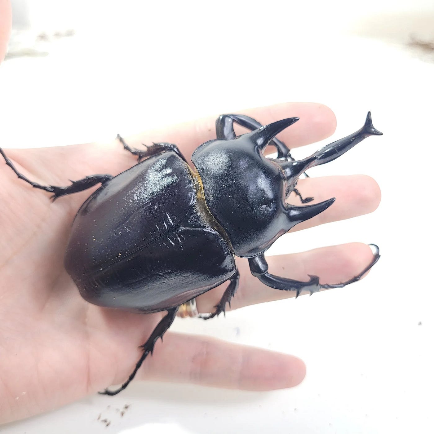 Actaeon Beetle: A Giant Among Beetles