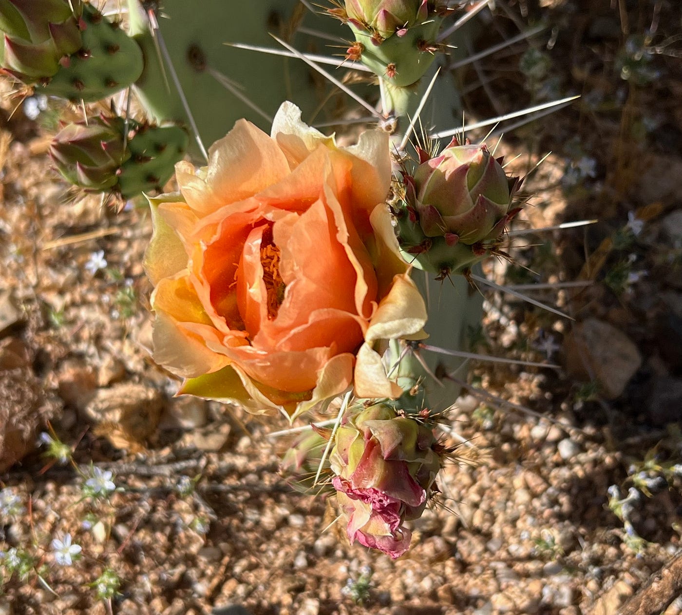 More Cactus Roses. Some photos and thoughts from my | by Lisa Spray |  ILLUMINATION | Medium