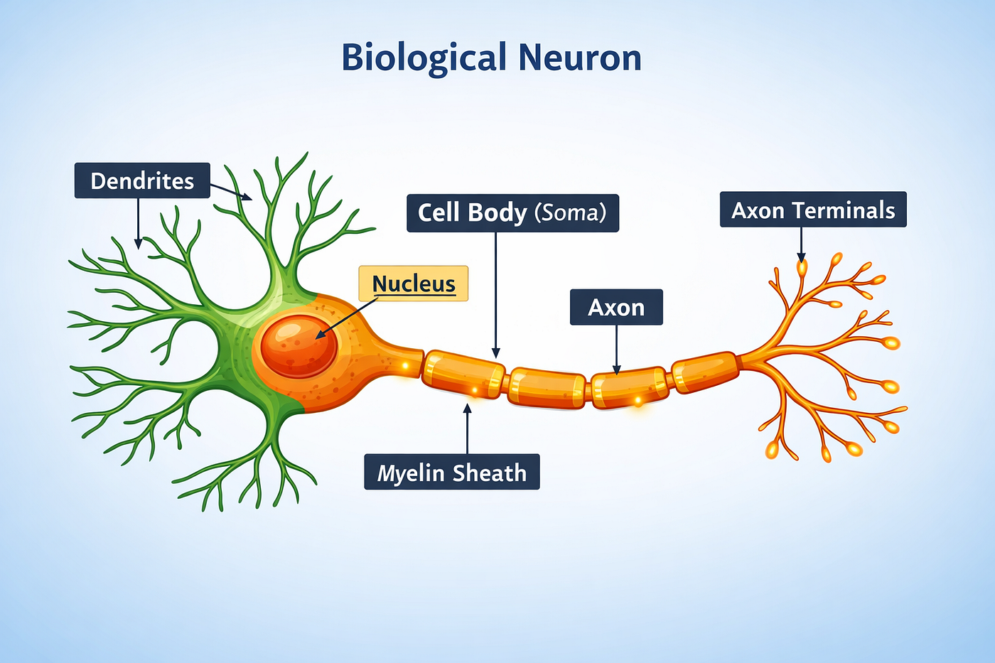 Structure of a Biological Neuron
