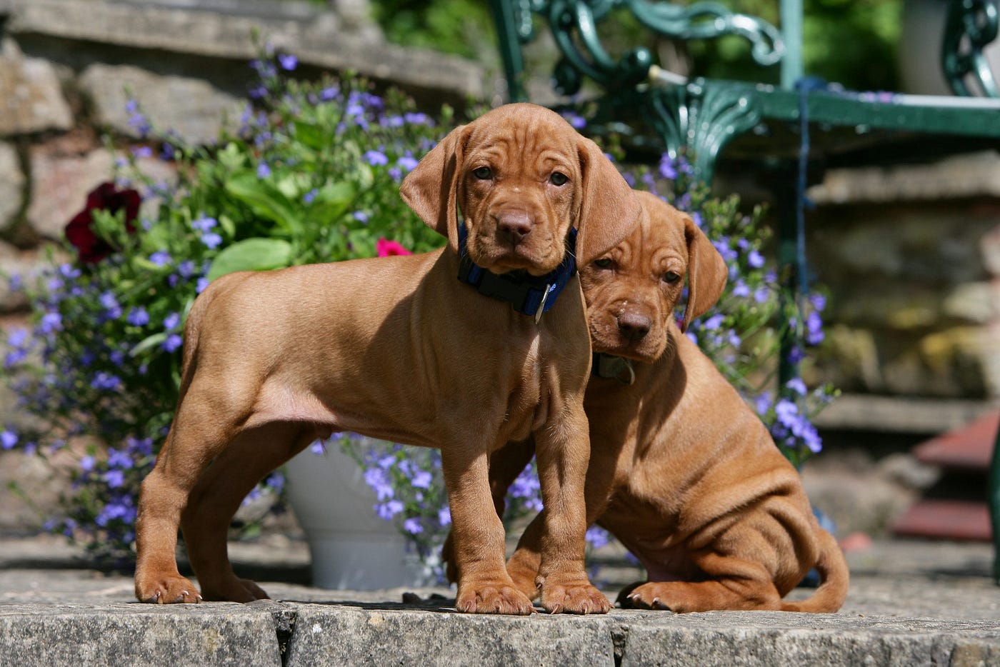 Vizsla velcro hot sale dog