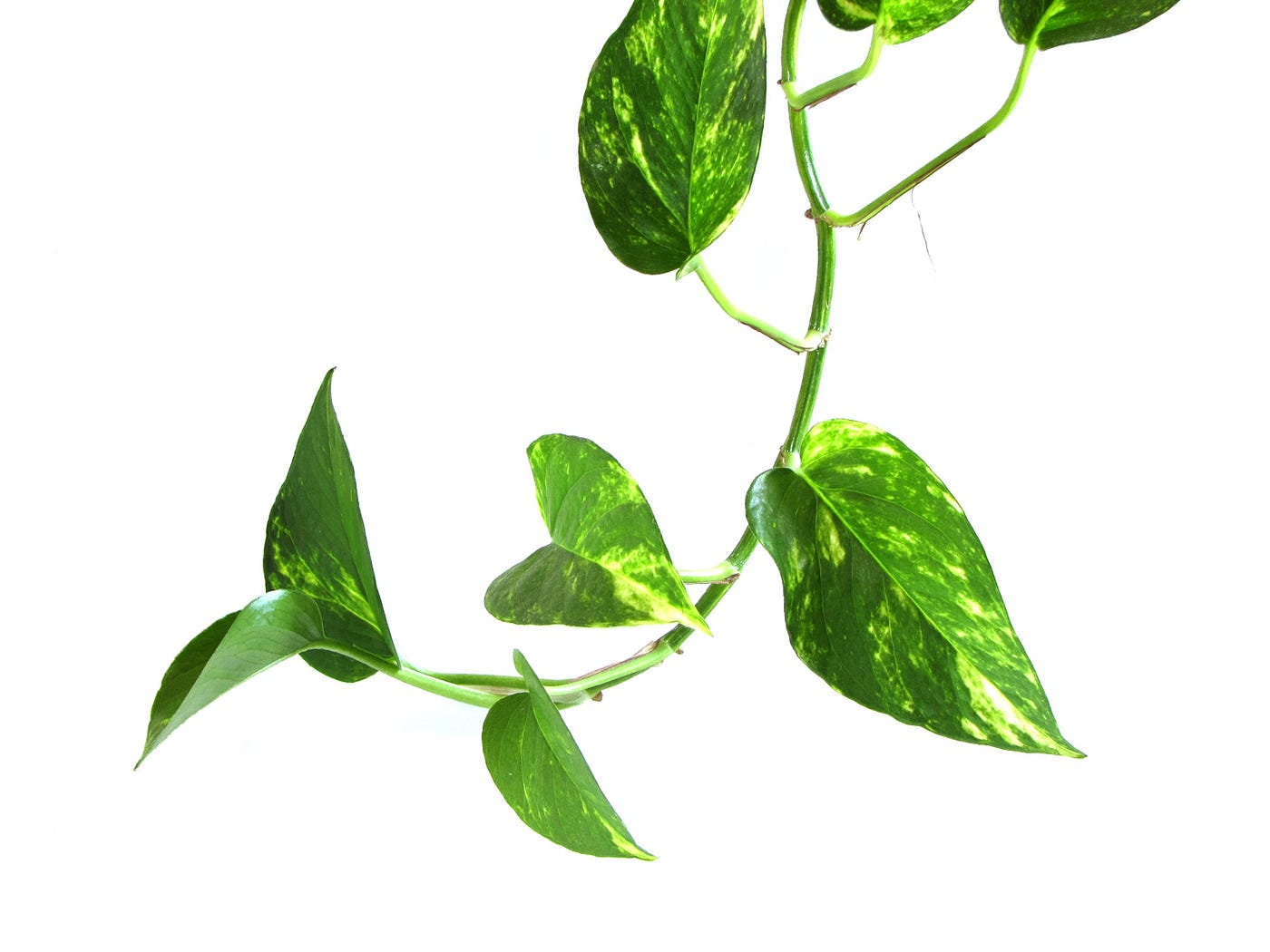 buy philodendron xanadu online Philodendron Xanadu Winterbourn