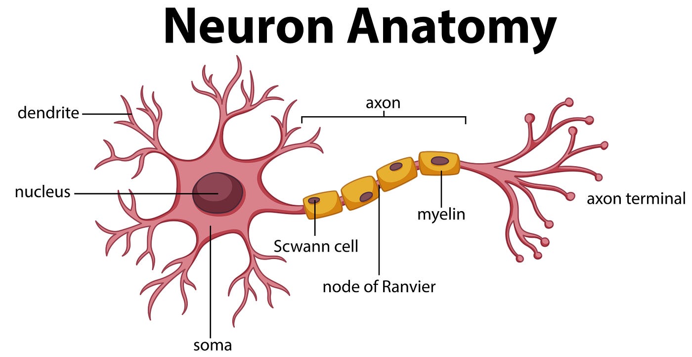 What Do Axon Terminals Do