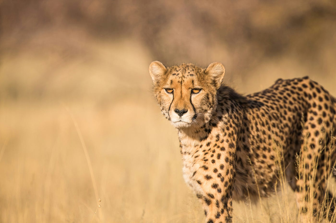 2-Day Serengeti Safari from Zanzibar: The Ultimate Fly-In Wildlife Adventure