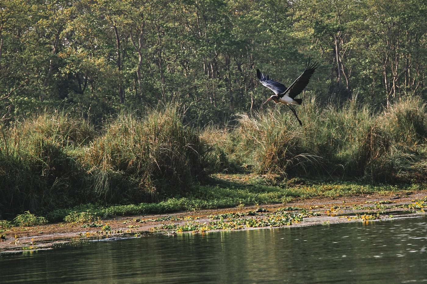 Study finds birds thrive in mixed habitats threatened by human activity in Nepal’s southern plains